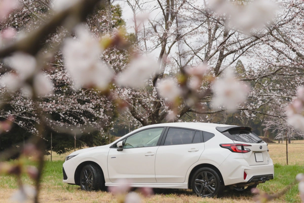 <i>Mar. 29, 2025<br>Narita City/成田市内<br>Canon EOS R10</i>