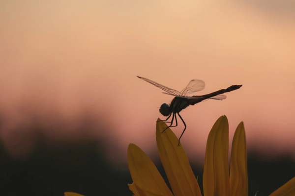 <i> Jul. 26, 2025<br> Road Stations Shimogo/道の駅 しもごう<br><br> Canon EOS R10<br> Canon RF-S18-150mm IS STM<br> </i>