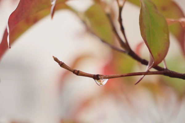 <i> Nov. 09, 2025<br> My Garden/庭<br><br> Canon EOS R10<br> SIGMA CONTEMPORARY 18-50mm F2.8 DC DN<br> </i>