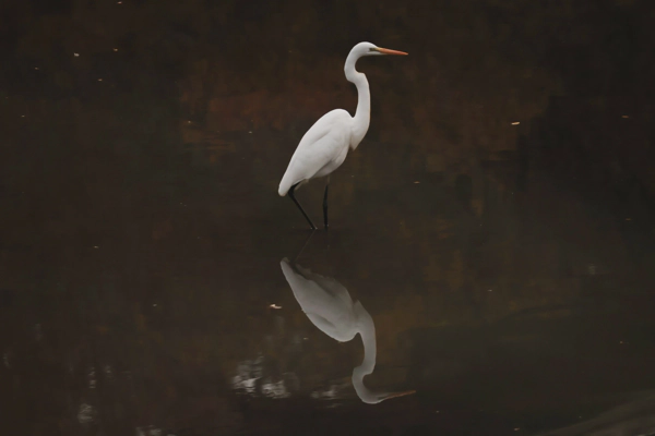 <i> Nov. 23, 2025<br> Within Toride City, Ibaraki/取手市内<br><br> Canon EOS R10<br> SIGMA CONTEMPORARY 16-300mm F3.5-6.7 DC OS<br> </i>