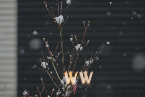 <i> Feb. 08, 2026<br> My Place/家<br><br> Canon EOS R10<br> SIGMA CONTEMPORARY 16-300mm F3.5-6.7 DC OS<br> </i>